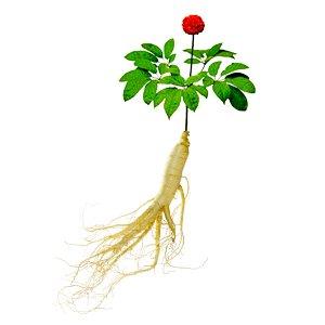 全自動(dòng)微量元素分析儀廠家生活中吃人參對(duì)身體有哪些好處
