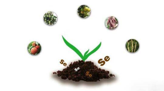 全自動(dòng)微量元素分析儀富硒食品真的好嗎？